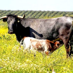Toros de la ganaderia Miura en la provincia de Sevilla