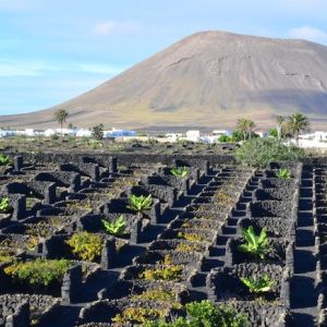 Ruta del vino en Lanzarote