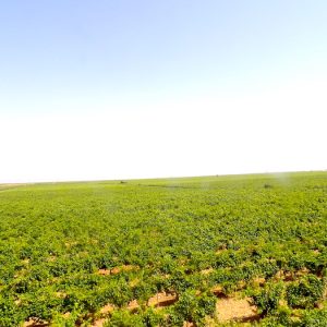 Vista de los viñedos de bodegas Menade en Rueda 