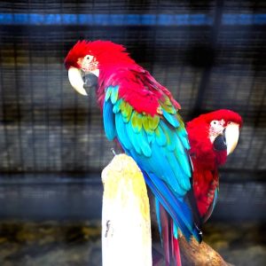 Parque Loro Sexi en Almuñécar: Aventura entre Aves Exóticas Dos Loros en un recinto en Parque Loro Sexi en Almuñecar