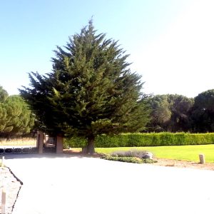 Pino en la entrada de Bodegas Noc en Quintanilla de Arrib