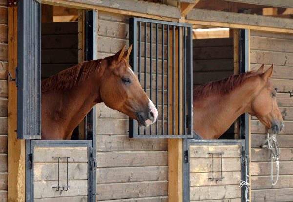 Caballos en los boxes en Club Hípica el Paraíso en Palencia