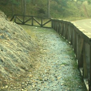 Pinar autóctono en Velilla del Río Carrión