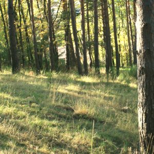 Pinar autóctono en Velilla del Río Carrión