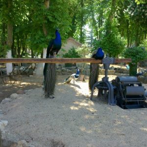 Visita el  Parque de las Aves en Herrera de Pisuerga