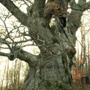 Árboles singulares en la Montaña Palentina