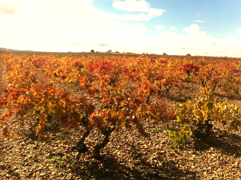 Viñedos en Cubillas de Santa Marta en Valladolid