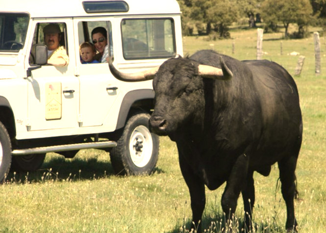 Ganadería de toros de lidia con la empresa Faenas Camperas en Salamanca