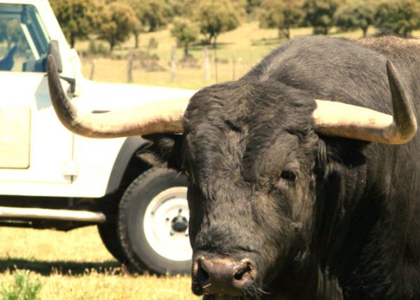 4x4 en la dehesa de Faenas Camperas en Salamanca