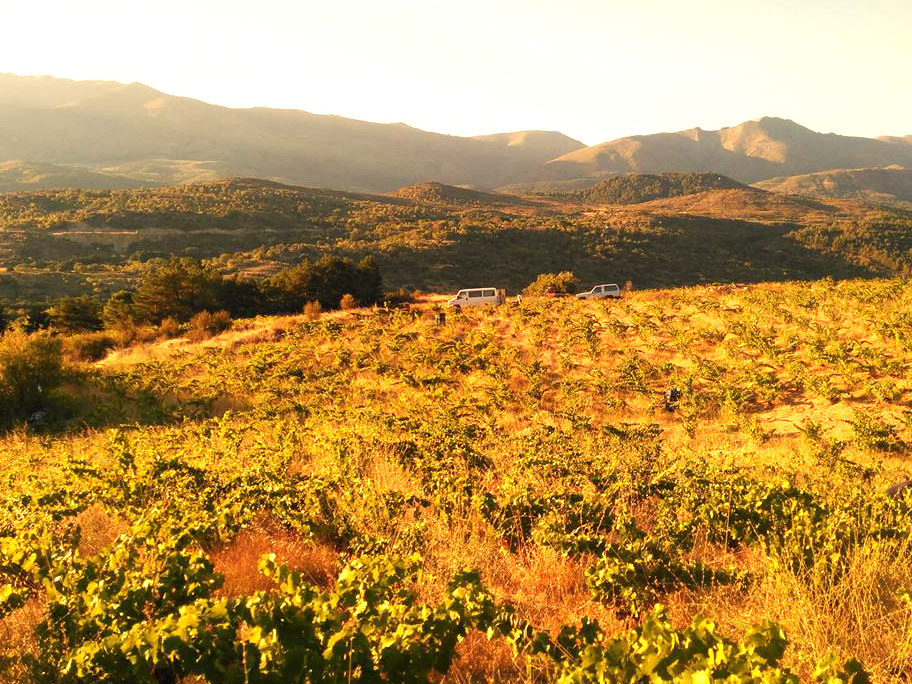 Viñedos de la Bodega Garnacha Alto Alberche en Navaluengo en Ávila