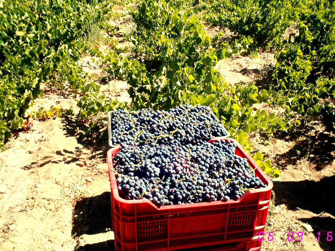 Vendimia con Bodega Garnacha Alto Alberche en Navaluenga