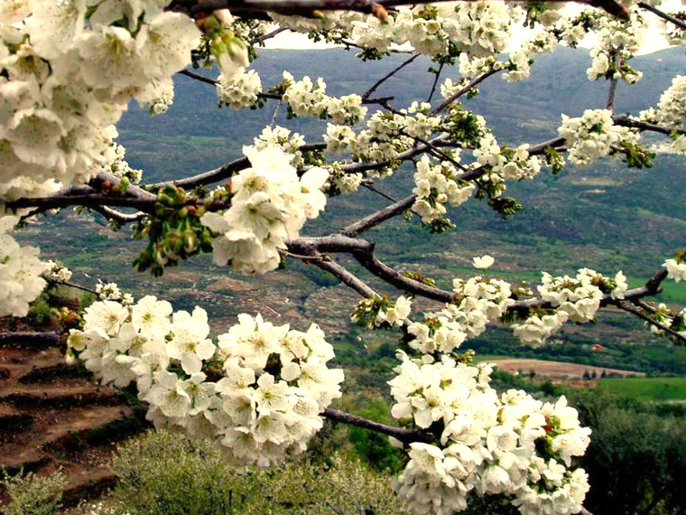 La floración de los cerezos del Valle del Jerte