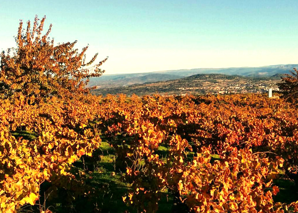 Viñas de Bodega Marañones en Madrid