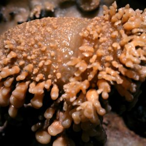Espeleología en la Cueva de Fuentemolinos en Belorado