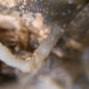 Espeleología en la Cueva de Fuentemolinos en Belorado