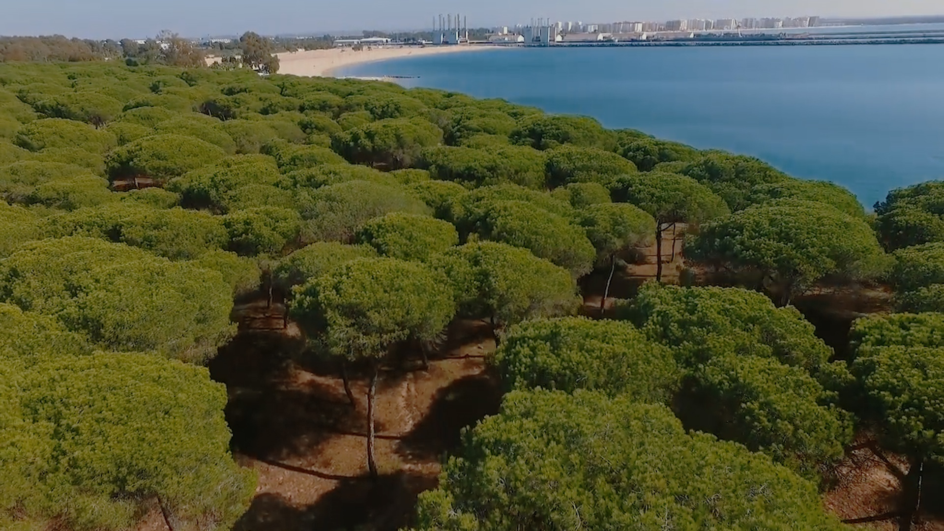 Pinar cerca de la Playa en El Puerto de Santa María en Cádiz