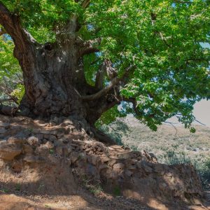 Naturaleza cerca de Marbella