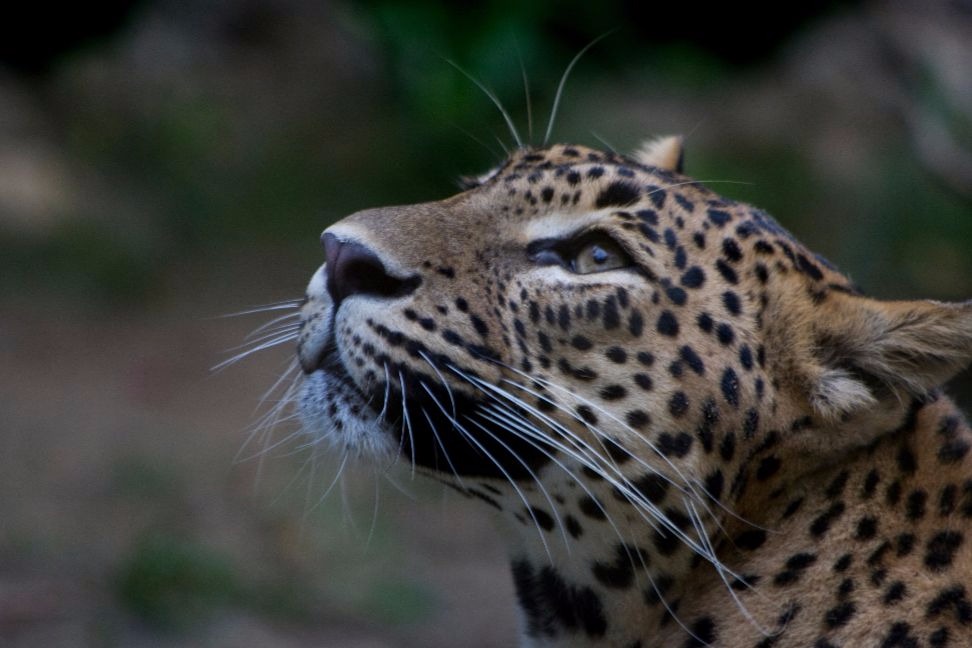 Leopardo de Sri Lanka en el Zoo de jerez