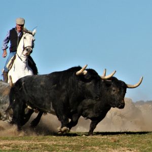 Visita privada a la ganadería Domecq y Osborne