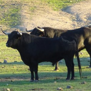Visita privada a la ganadería Domecq y Osborne