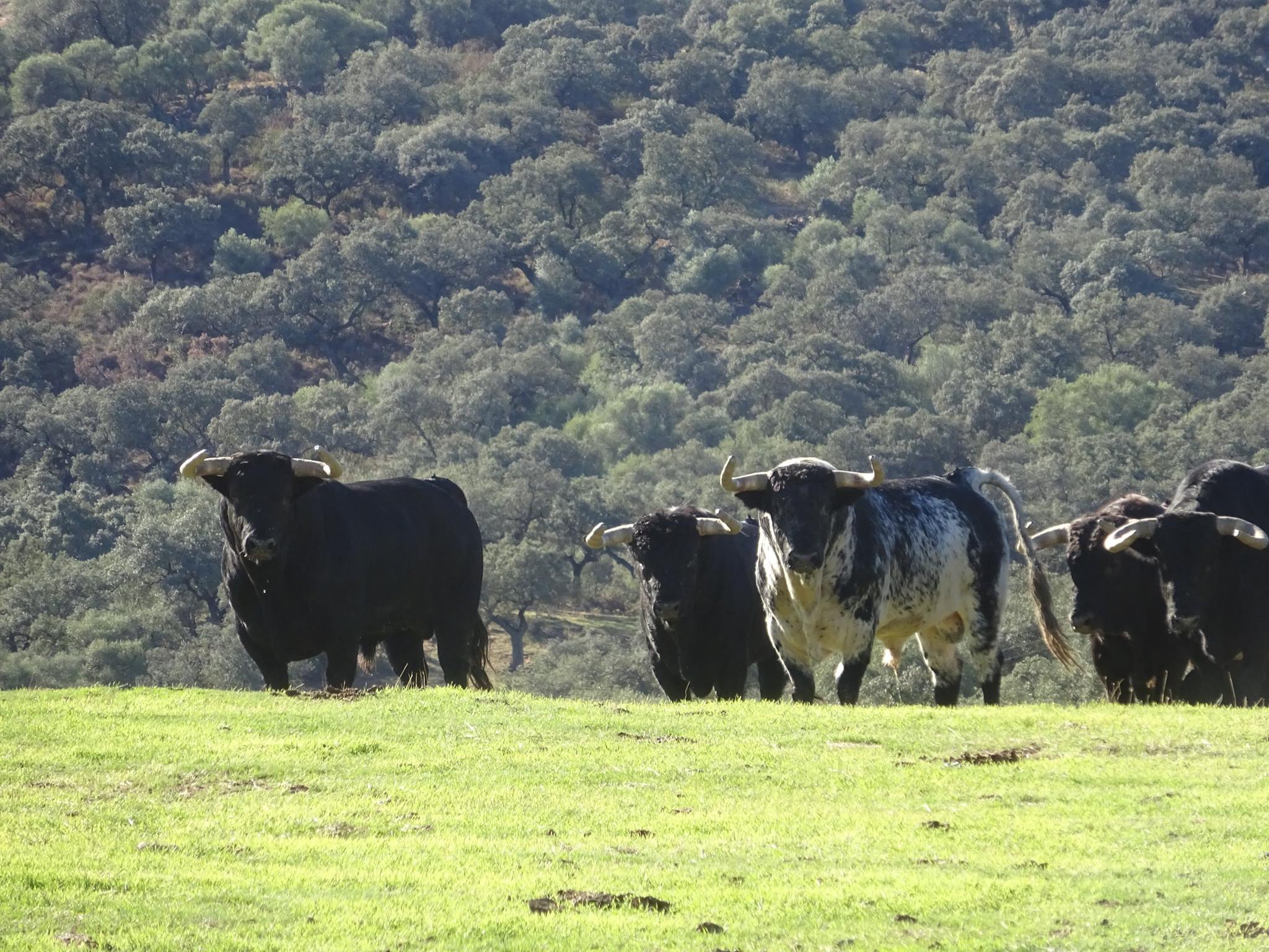 Dehesa con toros con la Empresa Aprende de Toros en Sevilla