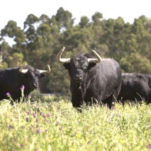 Visita privada a la  finca de Juan Pedro Domecq