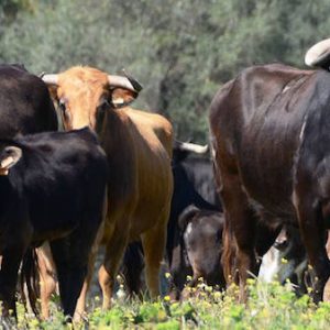 Día ganadero en Sevilla