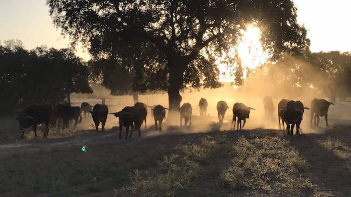 Toros en Dehesa con la Visita de Aprende de Toros en Sevilla