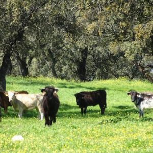 Día ganadero en Sevilla