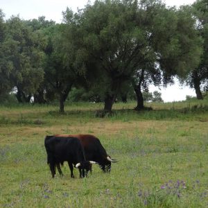 Visita privada a la ganadería Domecq y Osborne