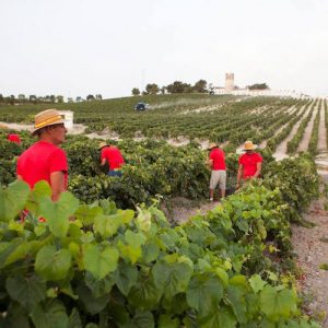Experiencia combinada en Bodegas Fundador