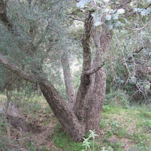 El Parque Natural de los Alcornocales