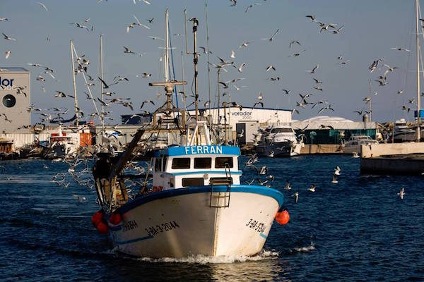 Barco pesquero regresando al puerto de Arenys de Mar en la provincia de Barcelona