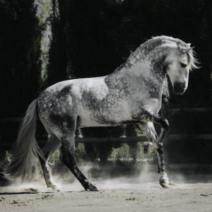 La ganadería más importante dedicada al caballo cartujano