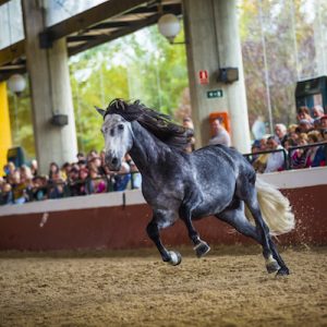 Visita los Sábados Yeguada Cartuja en Jerez