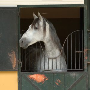La ganadería más importante dedicada al caballo cartujano
