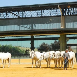 Visita los Sábados Yeguada Cartuja en Jerez