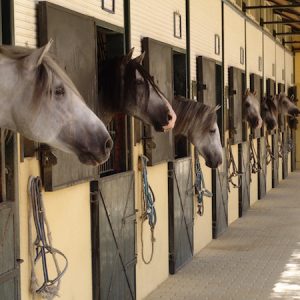 Visita los Sábados Yeguada Cartuja en Jerez