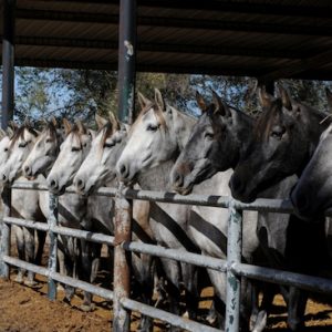 La ganadería más importante dedicada al caballo cartujano