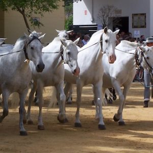 Visita los Sábados Yeguada Cartuja en Jerez