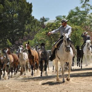 La ganadería más importante dedicada al caballo cartujano