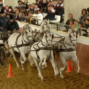 La ganadería más importante dedicada al caballo cartujano