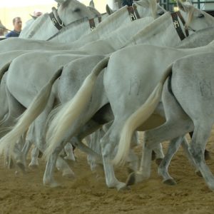 La ganadería más importante dedicada al caballo cartujano