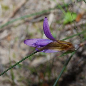 El Parque Natural de los Alcornocales