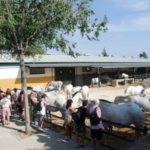Visita los Sábados Yeguada Cartuja en Jerez