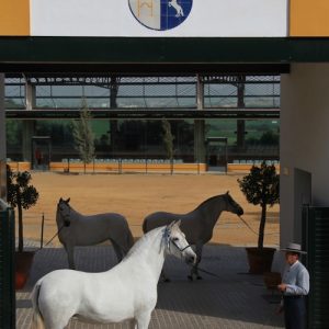 La ganadería más importante dedicada al caballo cartujano