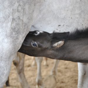 Visita los Sábados Yeguada Cartuja en Jerez