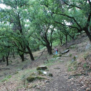 El Parque Natural de los Alcornocales
