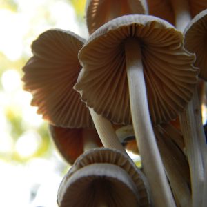 El Parque Natural de los Alcornocales