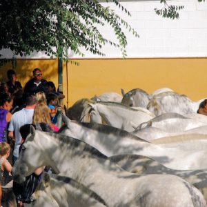 Visita los Sábados Yeguada Cartuja en Jerez